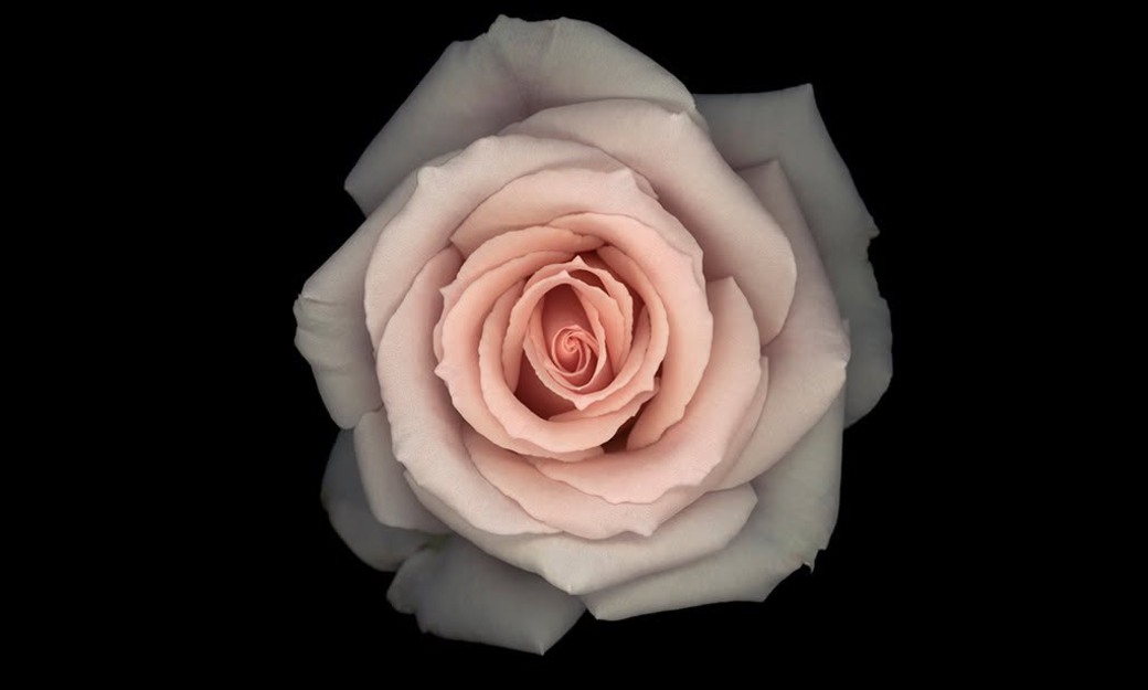 Rosa ros mot svart bakgrund