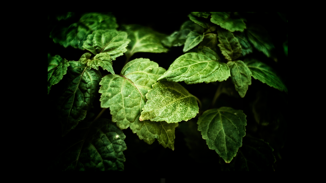 gröna blad