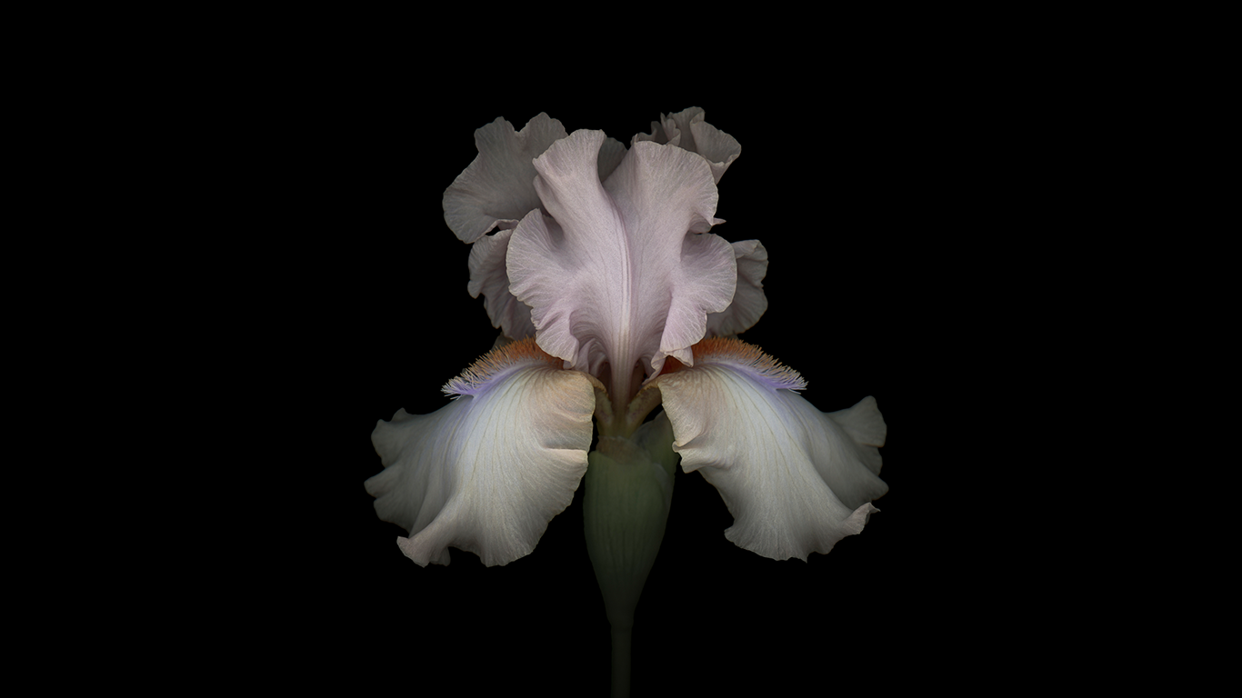 Blomma